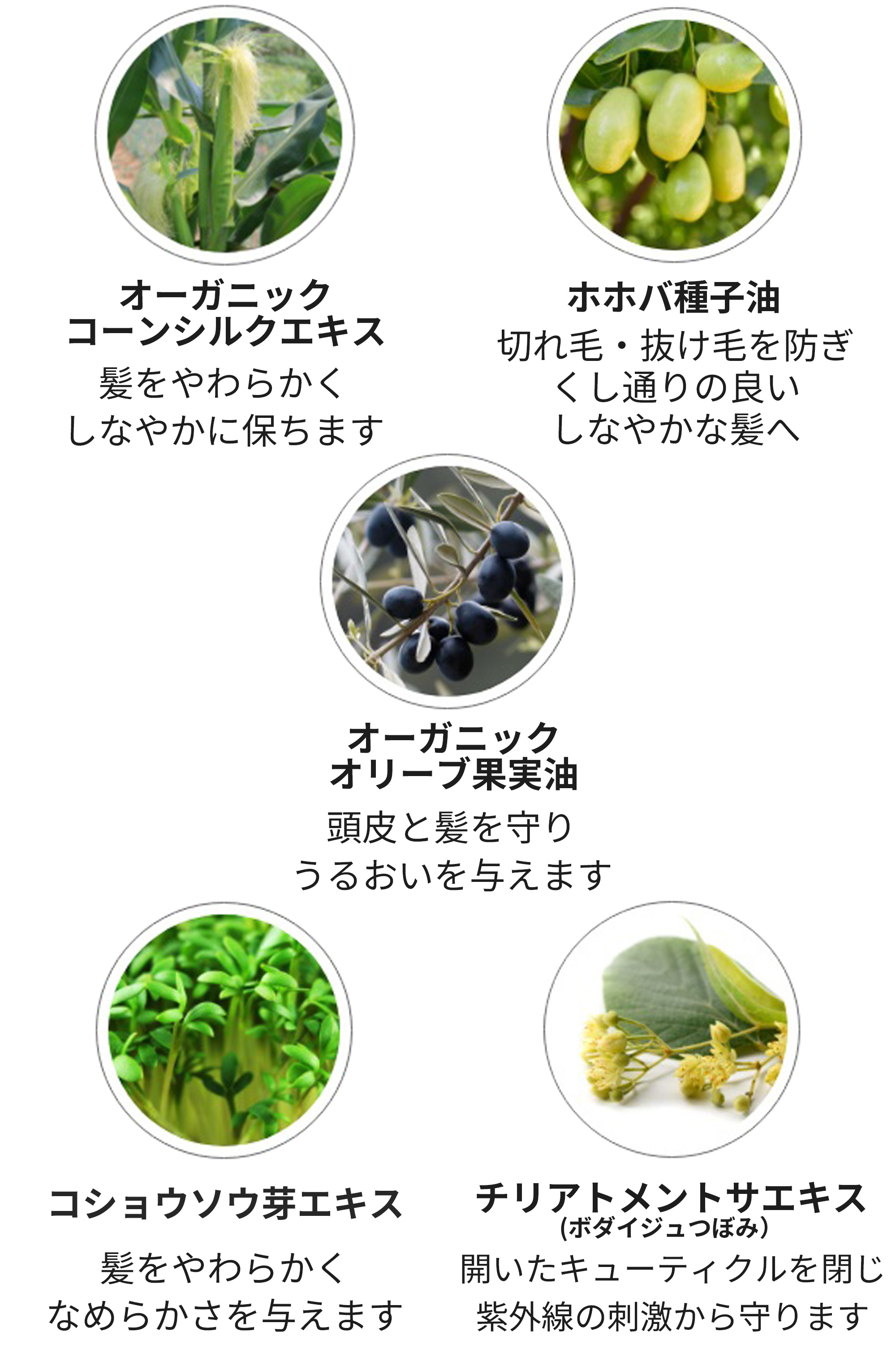 インテンシブシャンプーEB成分