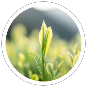 オーガニック緑茶エキス