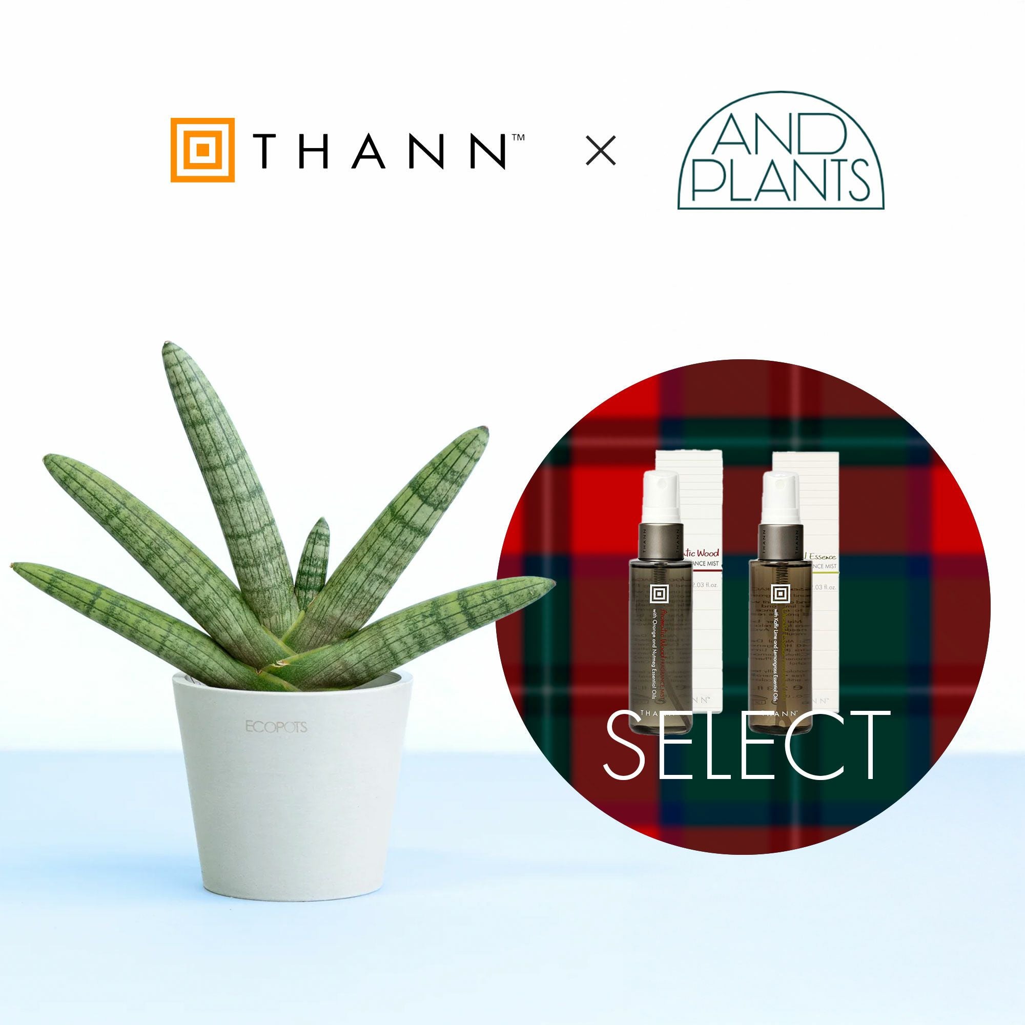 特別コラボ｜数量限定】THANN×アンドプランツ ミスト＆プランツセット