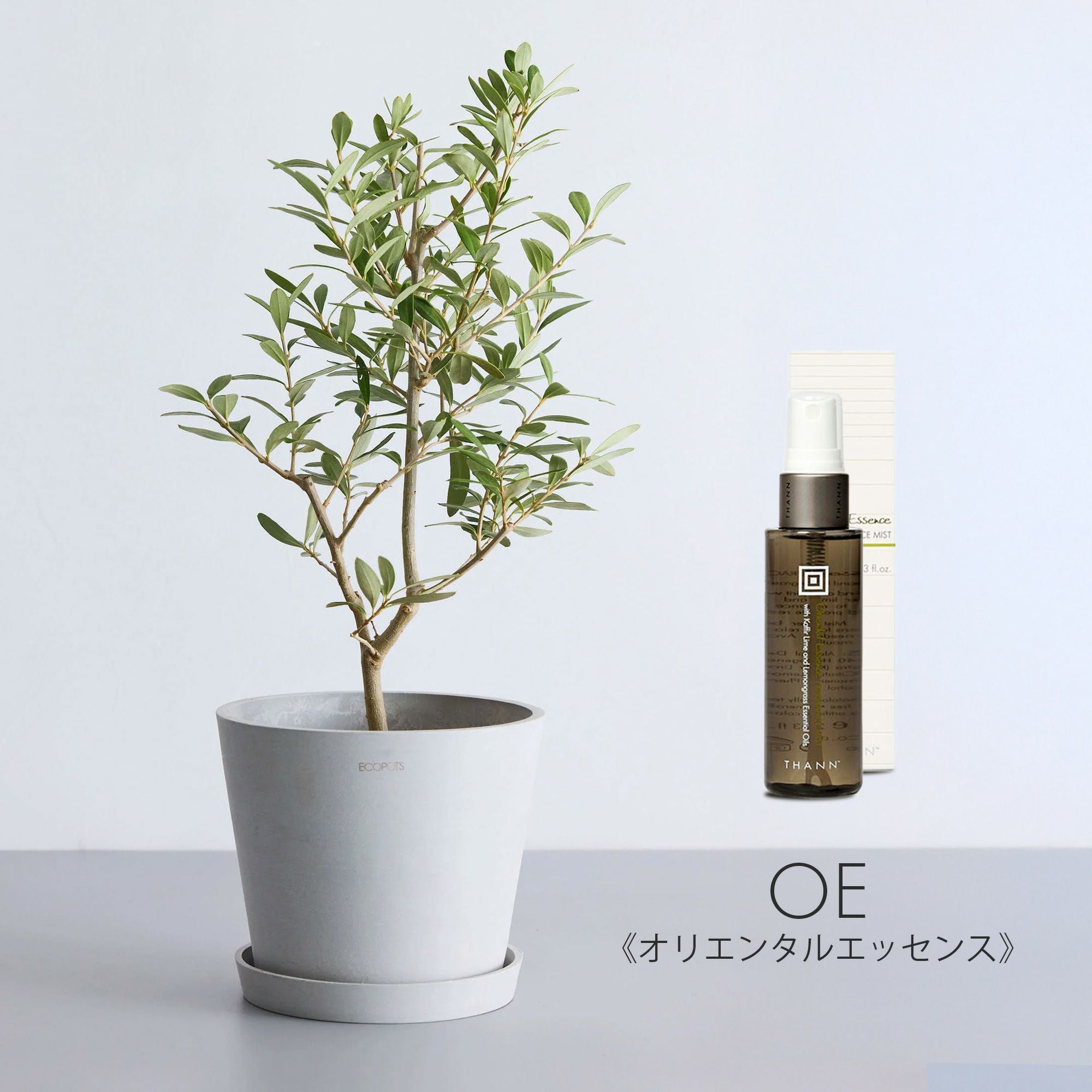 特別コラボ｜数量限定】THANN×アンドプランツ ミスト＆プランツセット